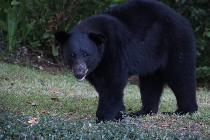 Un orso nero in Florida