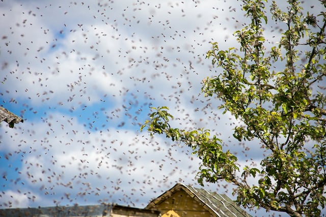 Molte api volteggiano nel cielo