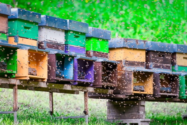 Uno sciame di api che vola intorno all'alveare