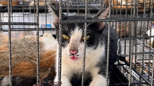 Gatto salvato dalla polizia a Ho Chi Minh City, Vietnam