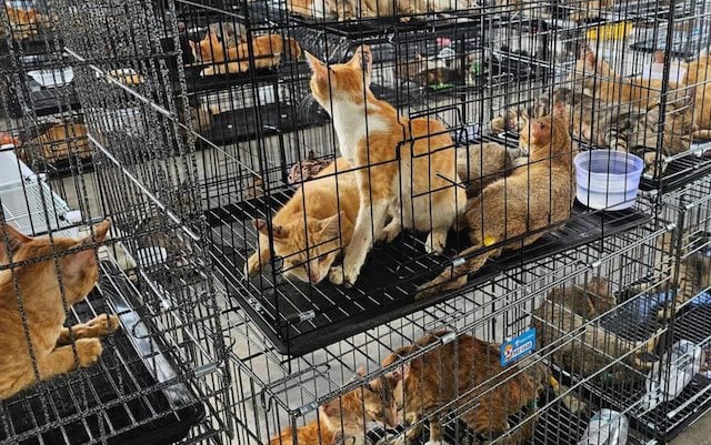 Gatti salvati dalla polizia a Ho Chi Minh City, Vietnam