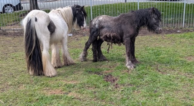 Il pony salvato (a destra) nel suo prato con il suo compagno