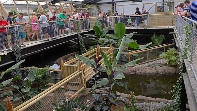La serra tropicale allo zoo Johnsons of Old Hurst