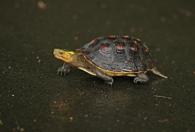 Una tartaruga scatola dalla fronte gialla