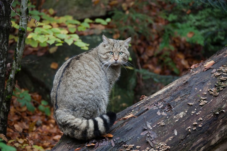 Un gatto selvatico europeo