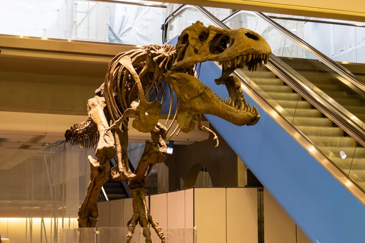 Lo scheletro di un tirannosauro rex
