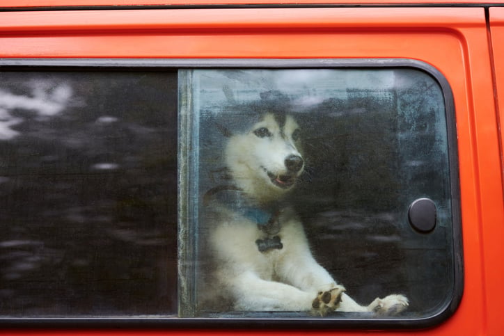 Un husky chiuso in macchina