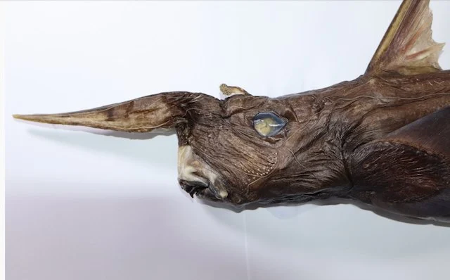 Rhinochimaera costaricana