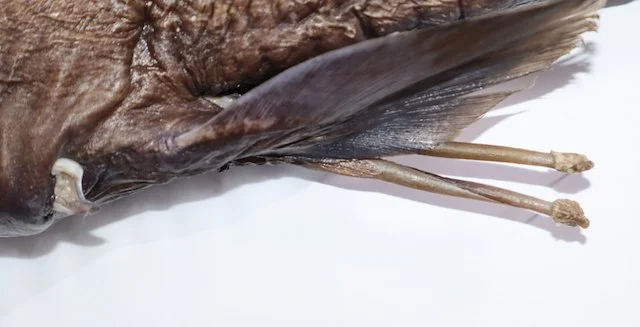 Rhinochimaera costaricana