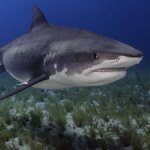 Un bambino di 12 anni attaccato da uno squalo davanti a suo fratello, durante un'escursione con la famiglia alle Bahamas


