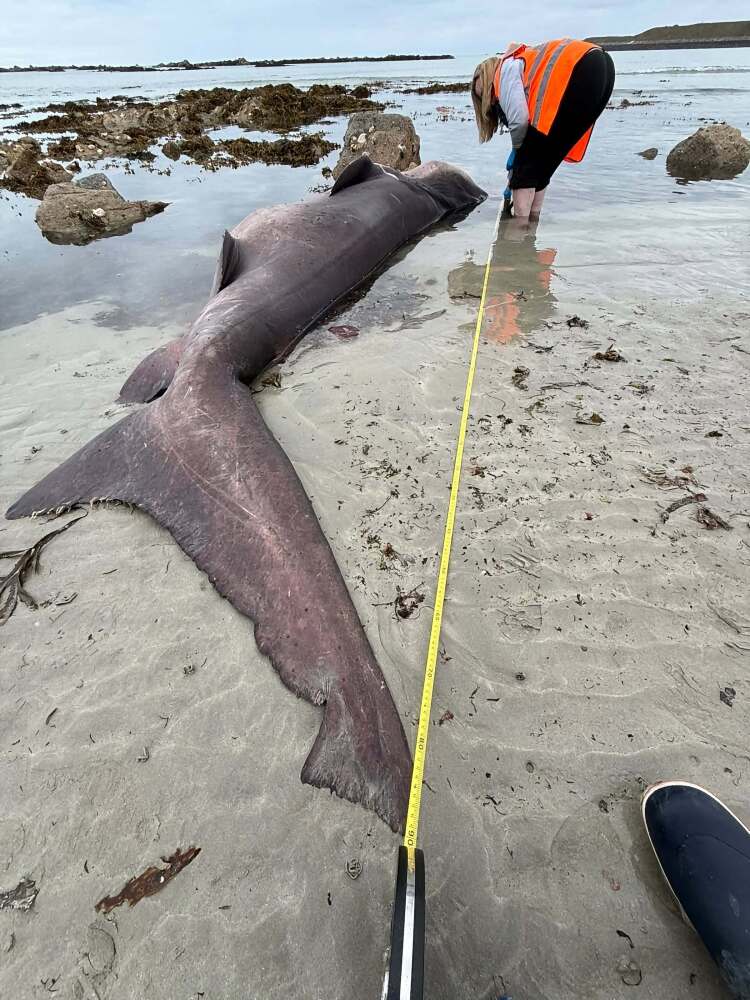 Uno squalo è stato trovato nel Jersey