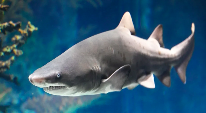 Uno squalo tigre della sabbia dai denti piccoli