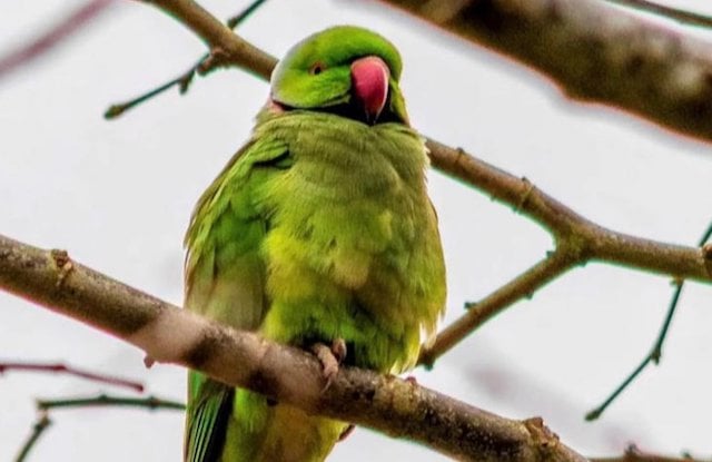 Il parrocchetto verde che semina terrore