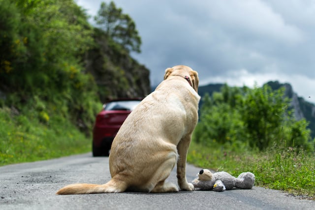 Un cane abbandonato dai suoi proprietari