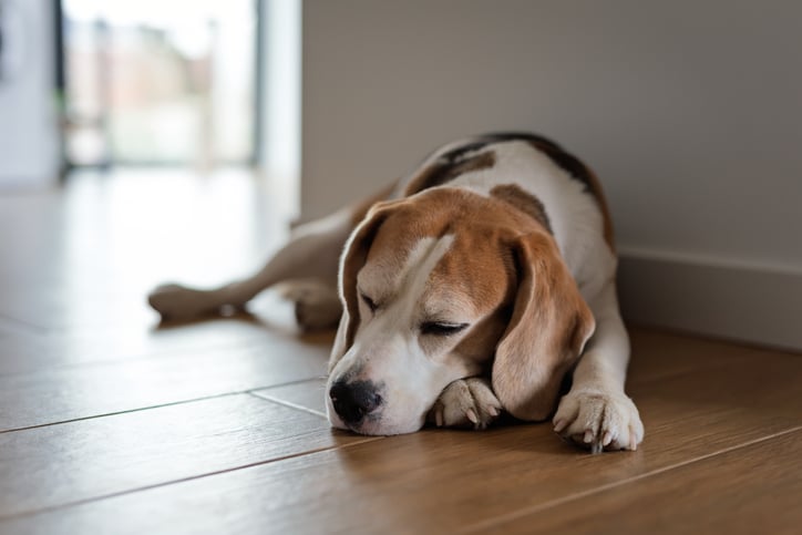 Un cane sdraiato
