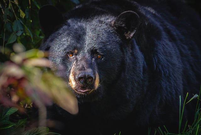 Ritratto di un orso nero