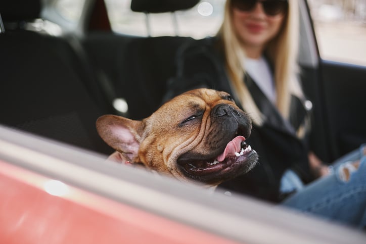 Un bulldog in macchina