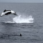 “Estremamente raro”: sta facendo scalpore questo video di un’orca che esegue spettacolari acrobazie in mare


