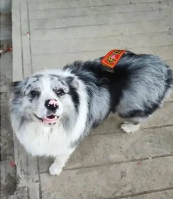 Chutou, il border collie rubato, venduto a un ristorante e mangiato