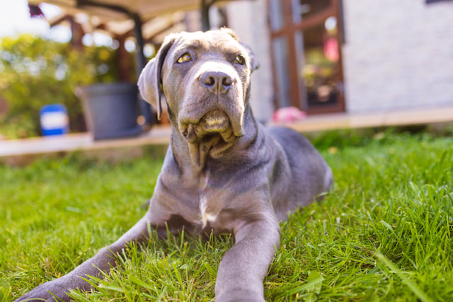 Un cane corso di canna in un giardino