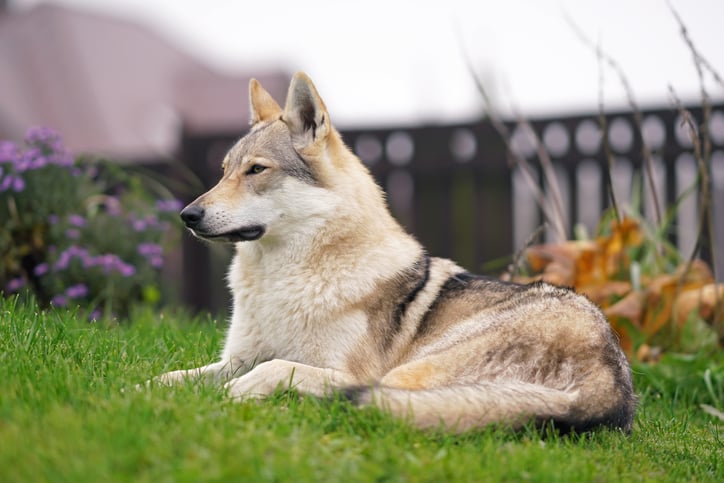 Un cane lupo cecoslovacco