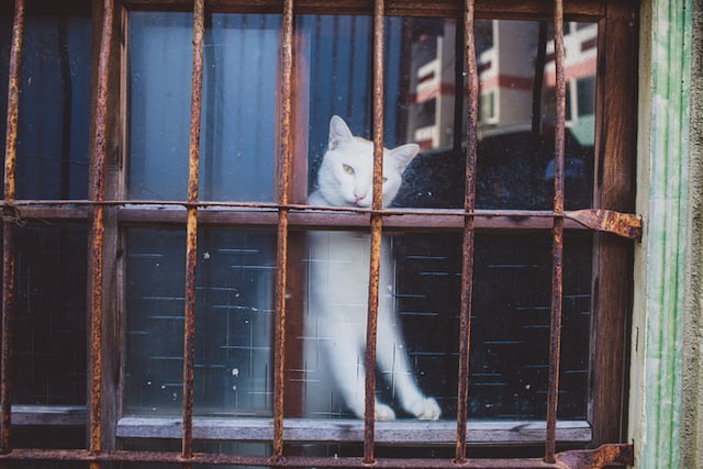 Un gatto con gli occhi tristi