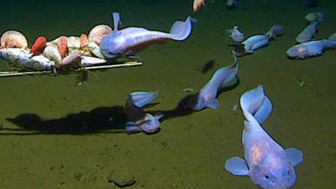 Pesce lumaca filmato a 8.336 metri di profondità