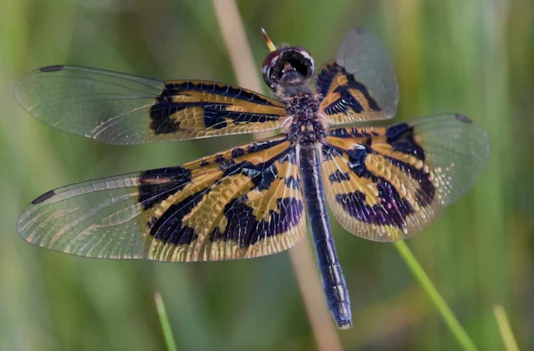 Una libellula
