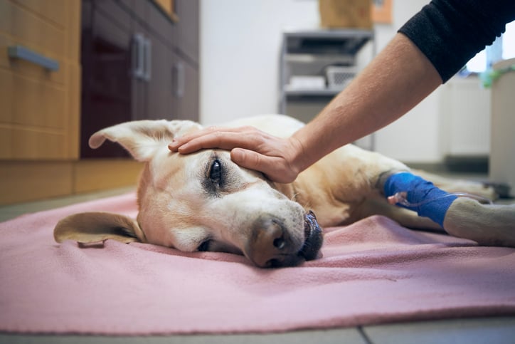 Un cane malato