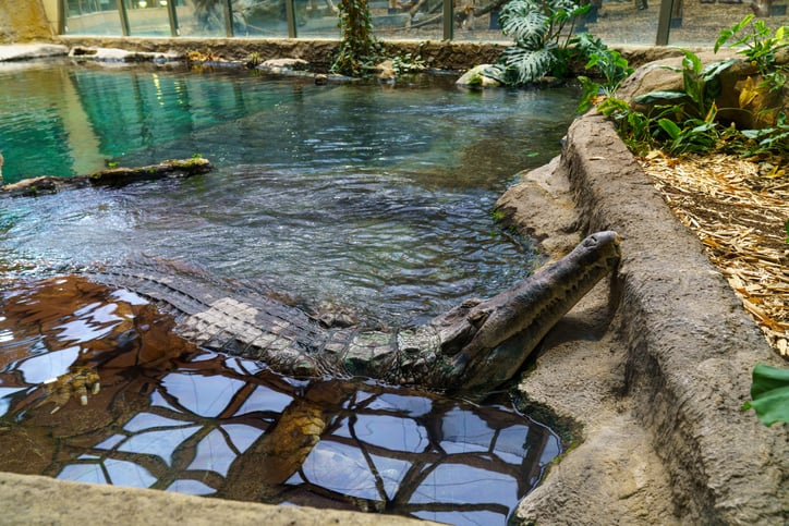 Coccodrilli allo zoo