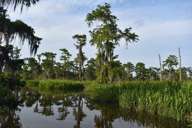 Paesaggio del bayou della Louisiana meridionale