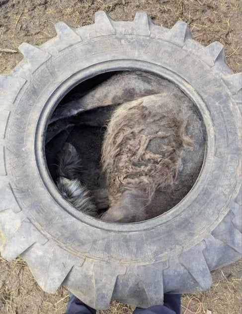 La trappola per pony all'interno del pneumatico del trattore
