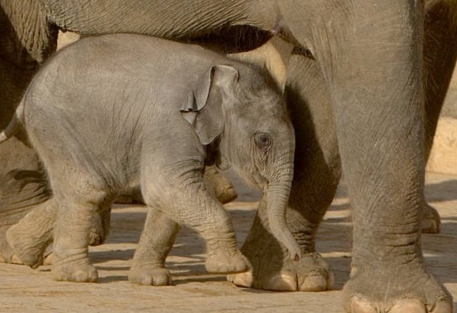 Un cucciolo di elefante e sua madre