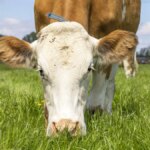 “Ho bevuto birra”: uomo di 58 anni sorpreso a stuprare una mucca al pascolo 


