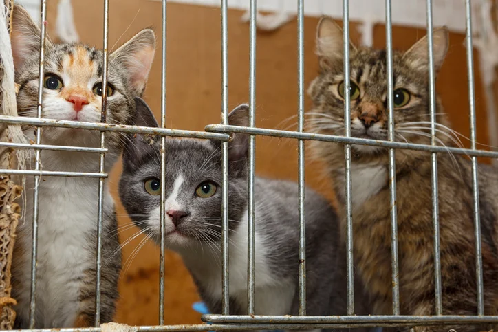 Tre gatti in gabbia