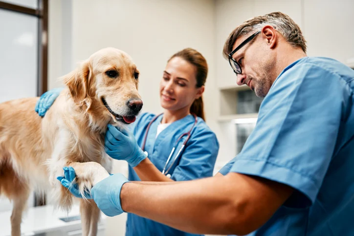 Veterinari