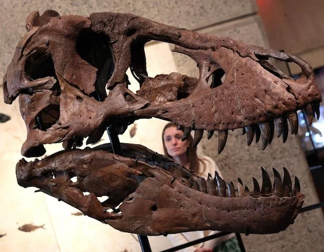 Il cranio ricostruito del T. Rex