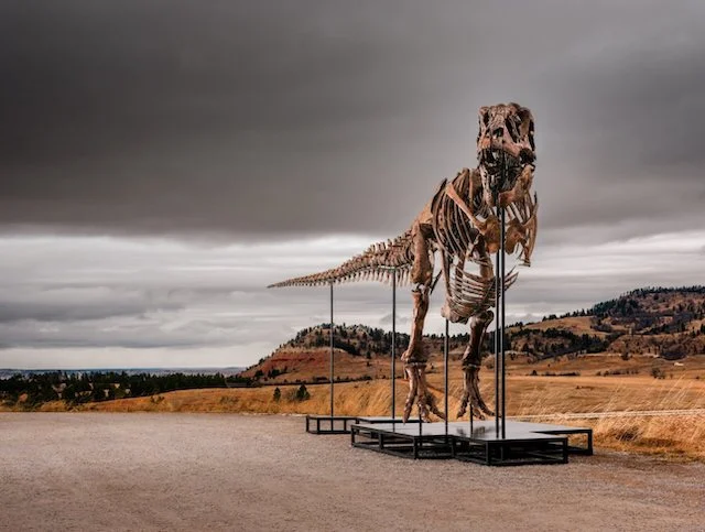 Lo scheletro ricostruito di Gus, il T. rex venduto all'asta
