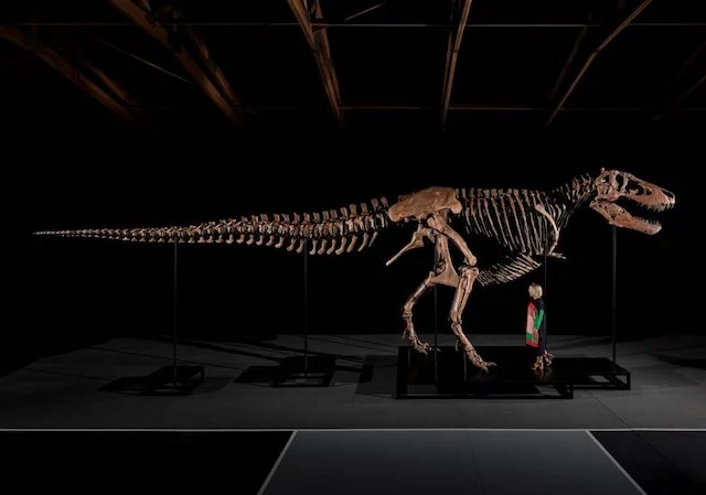 Lo scheletro ricostruito di Gus, il T. rex venduto all'asta