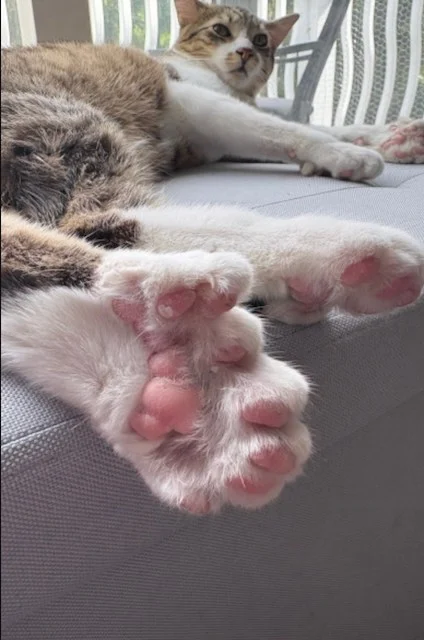 Toby, il gatto nato con una particolarità straordinaria