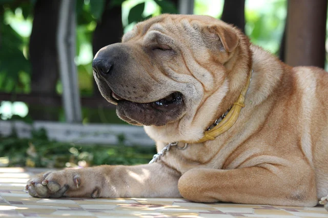 Primo piano di un cane Shar Pei