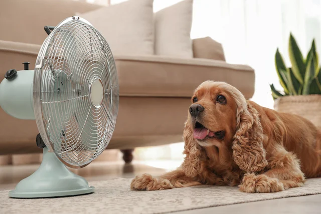 Un cane davanti a un ventilatore