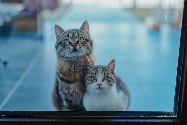 Due gatti davanti a una porta d'ingresso in vetro