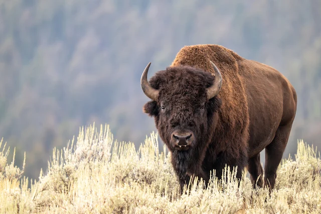 Ritratto di un bisonte maschio nel Parco Nazionale di Yellowstone