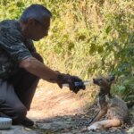 Trova un cucciolo di volpe disidratato ed esausto nel mezzo di un'ondata di caldo... e gli salva la vita


