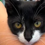 Un ladro tenta di rapinare una banca con... un gattino di 3 mesi


