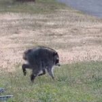 Questa strana creatura mutante, soprannominata Jimothy e filmata dalla gente del posto, è diventata una celebrità locale


