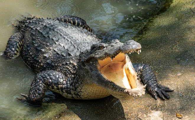 Un coccodrillo allo zoo