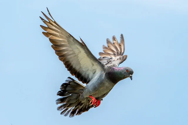 Un piccione in volo