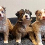 Chiude i suoi 5 cuccioli di pastore australiano in un sacco della spazzatura... e li getta in un fiume a 30 metri di altezza


